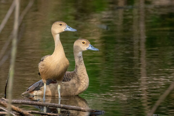 Image of lesser whistling duck or also indian whistling duck (Dendrocygna javanica) on nature background. Bird, Animals.