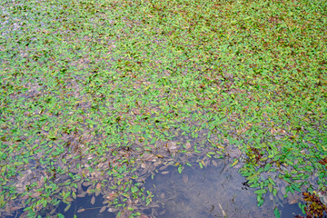 Canary Lagoon on the Azores Islands
