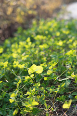 Clover close-up in the sunset
