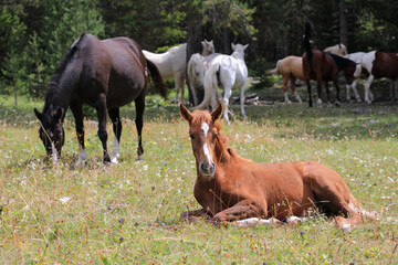 Fototapeta premium Pferdeherde mit Fohlen