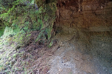 overgrown volcanic landscape on the azores