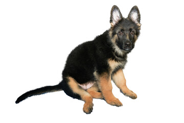 german shepherd puppy dog sit and look at camera isolated on white