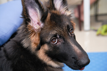 german shepherd dog look back at camera with cute and curious high angle view