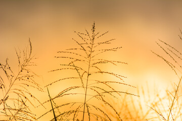 Silhouette dry grass against golden sunset. Nature background.