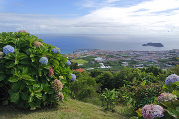 typical hydrangea flowers on sao miguel
