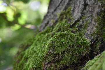 moss on tree