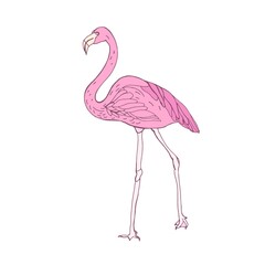 Tropical flamingo. Exotic bird with pink feathers and long legs. Wild jungle animal with beak. Colored hand-drawn realistic vector illustration isolated on white background