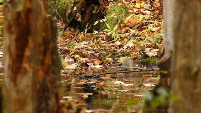 American Robin Bathing On Wetland In The Forest During Autumn Season. static