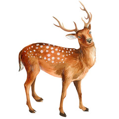 Watercolor deer isolated on white background, cute animal illustration