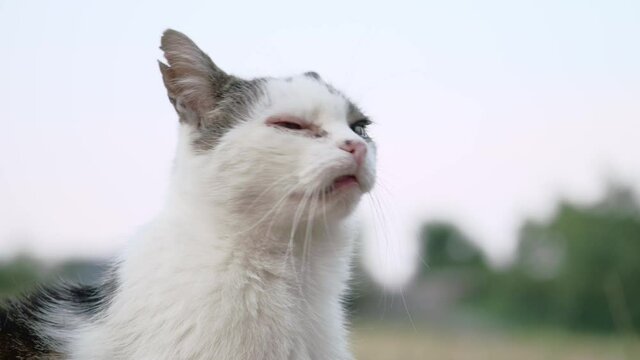 Close up of a grumpy old cat with notched ears sitting outside, looking around