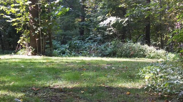 Female Whitetail deer stands in a clearing the the woods when something catches her attention and she quickly moves away; early autumn in central Illinois