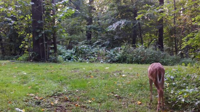 Female Whitetail deer wonders and grazes on clover in a clearing the the woods, she scratches an itch on her rear leg; early autumn in central Illinois