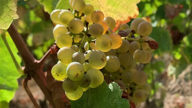 Ripe Bunch of White Grape on a vine ready to be Harvested Close Up Shot
