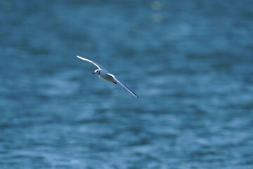 black headed gull in flight