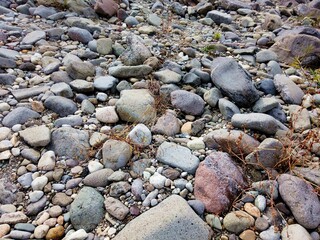 Autumn Japanese Riverbank .texture. Sendai City, Miyagi Prefecture, Japan, October 2021.
