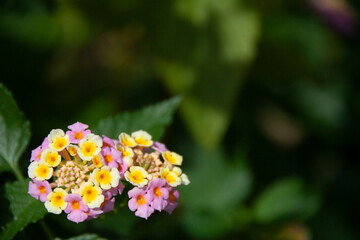 ランタナの花二輪
