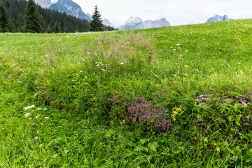 Summer mountain landscapes. Glimpses of poetry.