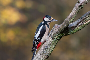 Great spotted woodpecker