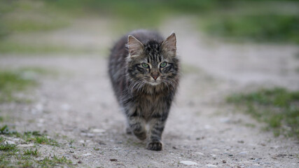 Naklejka na ściany i meble Striped, gray, and fluffy cat walking on a rural road on the evening. 16x9