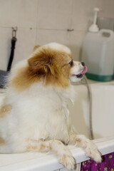 Pomeranian dog in the bathtub