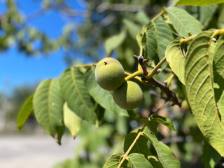 Green young unripe nuts grow on tree with leaves