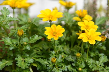 黄色い小花の咲く美しい風景