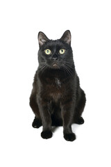 Cute black cat sitting on a white looking at the camera. Studio portrait of black cat isolated on white background