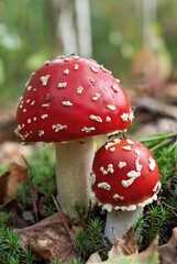 Red fly agaric mushrooms close up