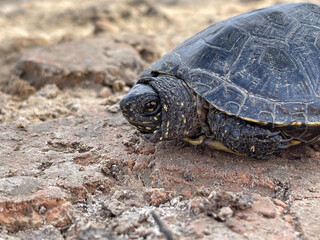 head of a small turtle peeks out of its shell in the middle of the road to the river