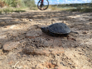 Young turtle crawls dirt road in front of bicycle