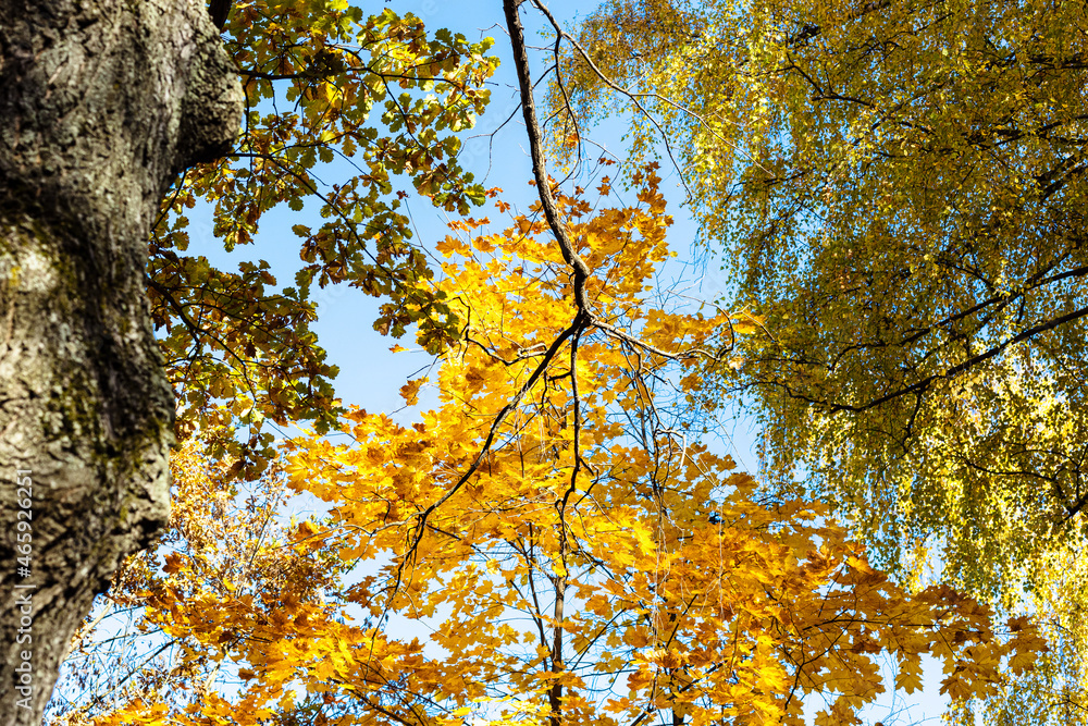 Canvas Prints bottom view oak tree branch with orange leaves