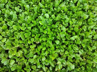 Top view of green floating plants.Floating green leaves.