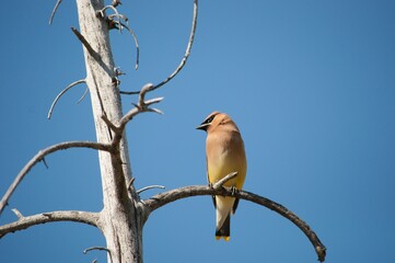 Cedar waxwing