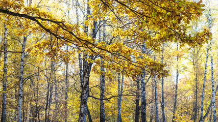 panoramic view of oak foliage and birch grove
