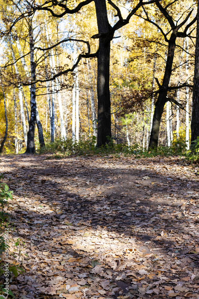 Sticker slope of hill covered with fallen leaves in park