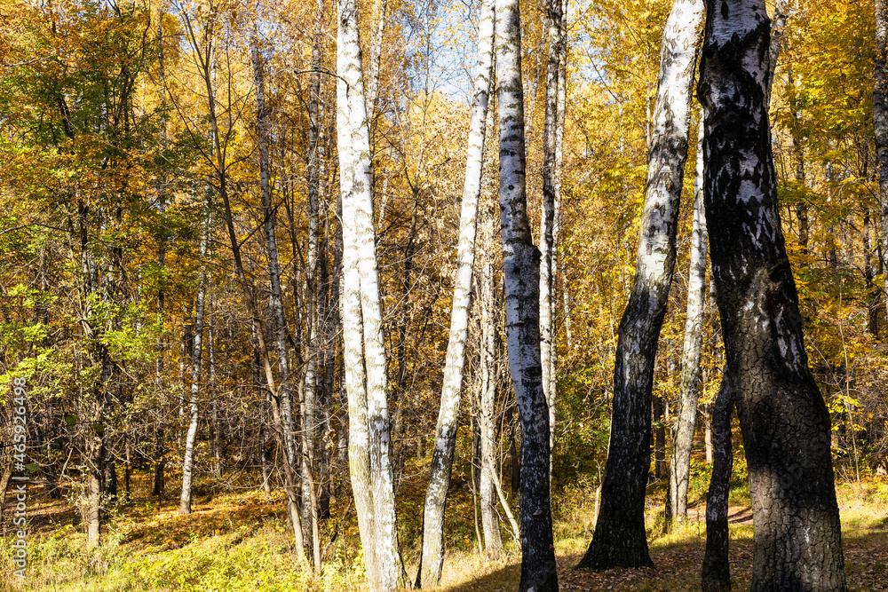 Sticker birch grove lit by sun in city park in autumn