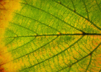 leaf close up. from green to yellow degrade. macro photography
