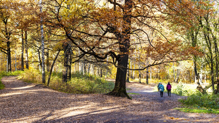 panoramic view of oak tree branch over footpathes