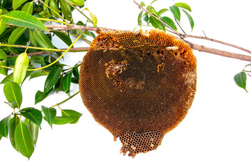 Nature honeycomb on tree branches isolated on white background. Abandoned beehive hang on tree branch with green leves isolateda