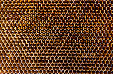 Nature honeycomb background. Closeup natural empty beehive structure background