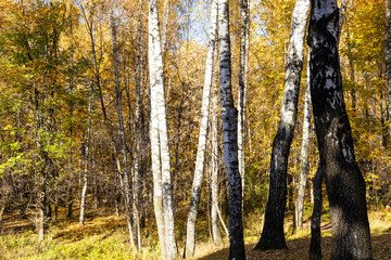 birch grove lit by sun in city park in autumn