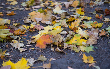 background of autumn leaves on the ground