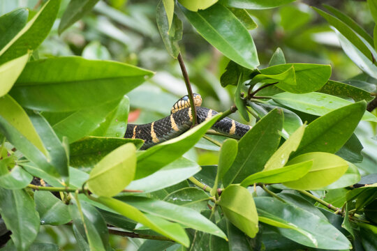 A gold ringed cat snake (Boiga Dendrophila / Melanota) resting on a mangrove tree branch in Cherating, Pahang, Malaysia. 