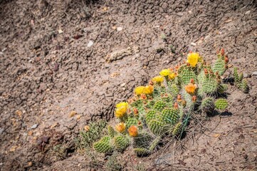 Prickly Pear Cactus