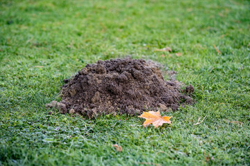 a damaged lawn from a mole at a cold autumn morning