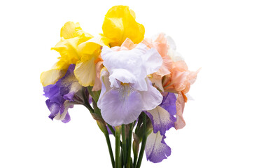 iris bouquet isolated