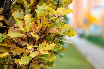 autumn leaves in the park