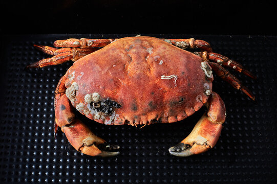 Crab on black rustic background. Seafood with copy space