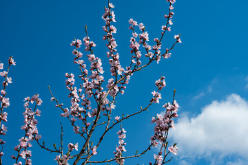 blooming sakura tree on a sunny day