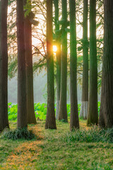 Morning in the forest of East lake of Wuhan China